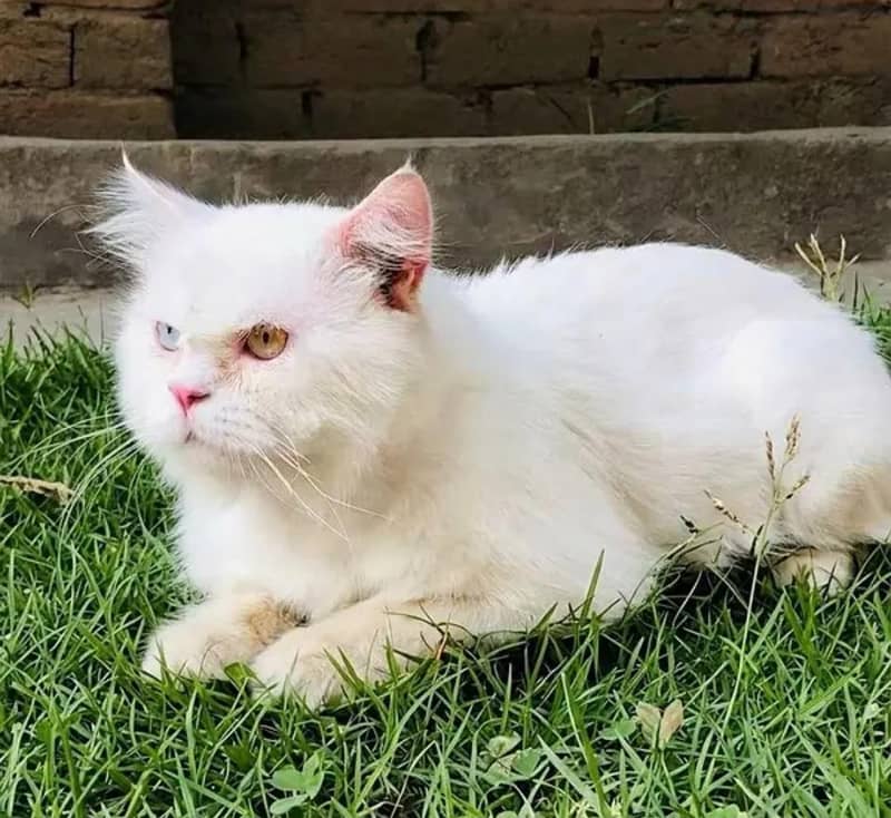 Persian Cat 1
