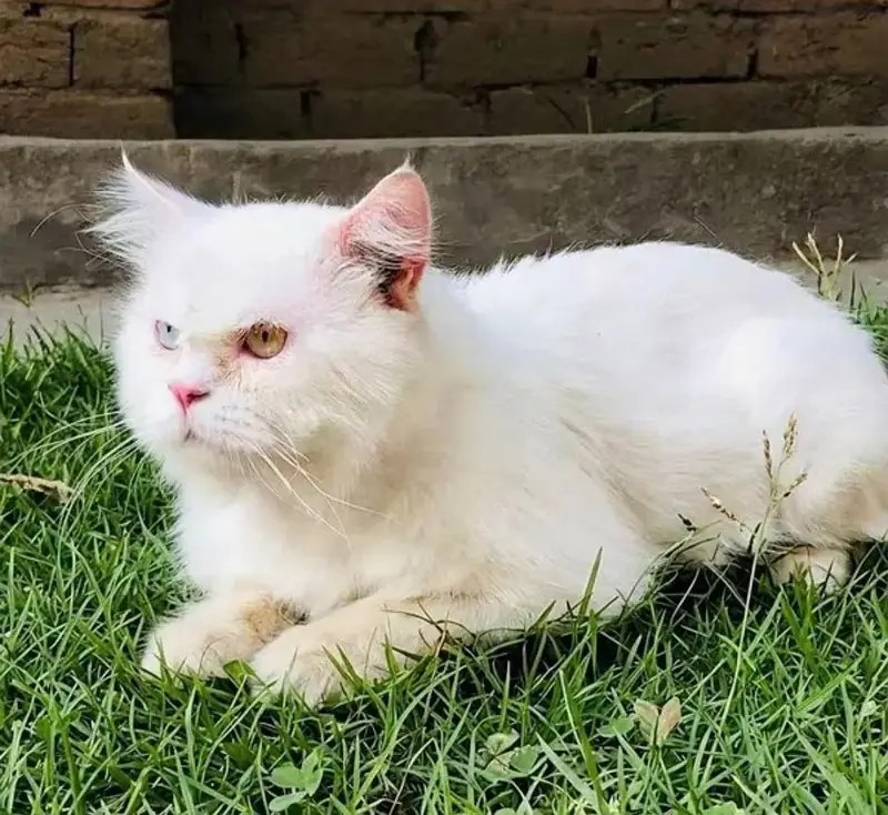 Persian Cat — photo 2