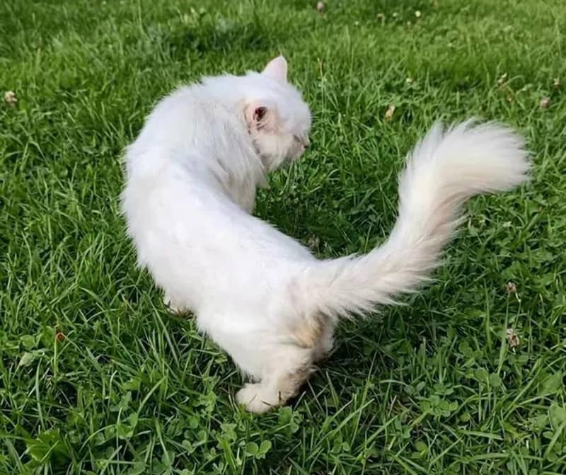 Persian Cat 2