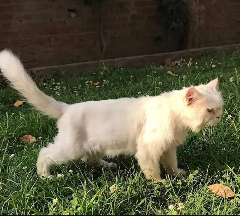 Persian Cat 3