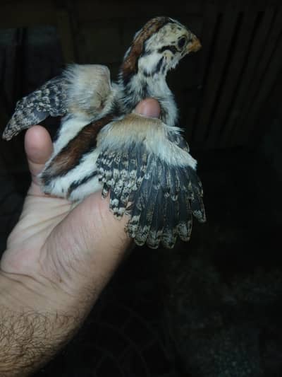 5 Aseel Chick's Active and Healthy Chick's