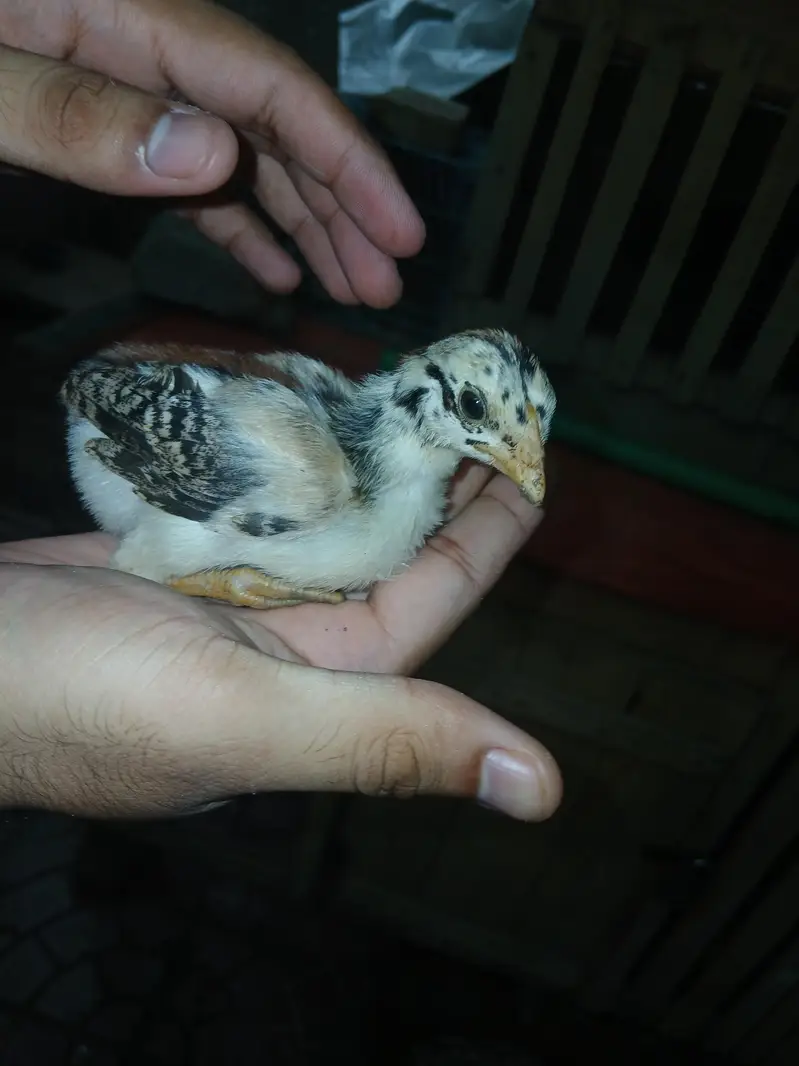 5 Aseel Chick's Active and Healthy Chick's — photo 2