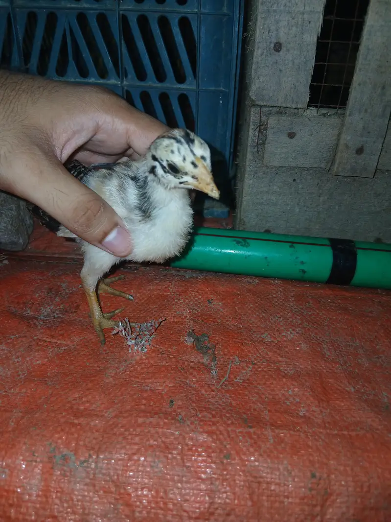 5 Aseel Chick's Active and Healthy Chick's — photo 3