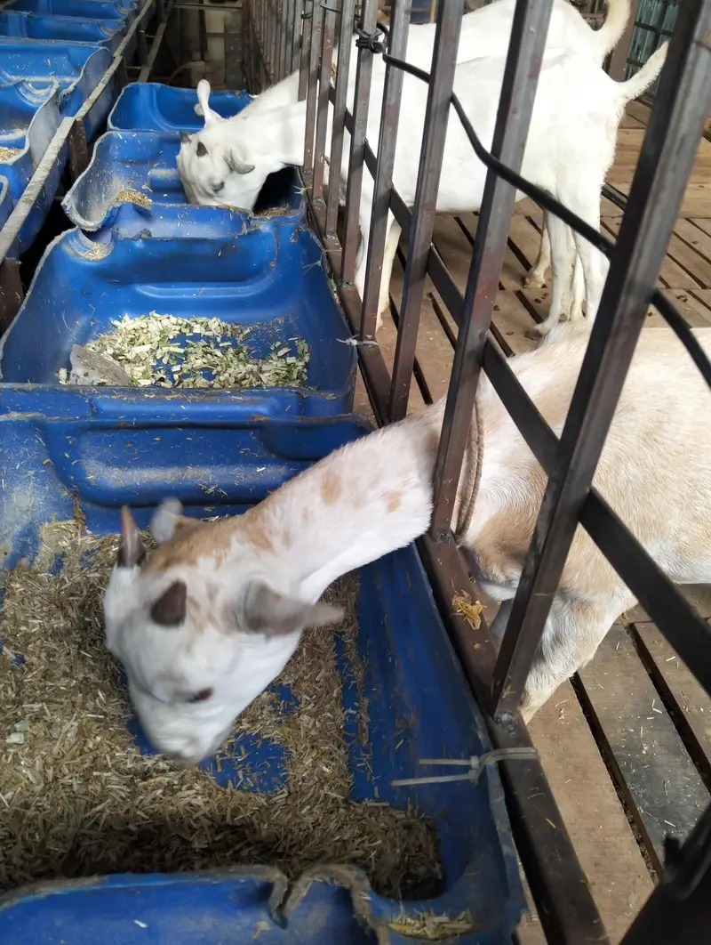 bakri | teddy | burberry teedy goat for sale | desi bakri — photo 2