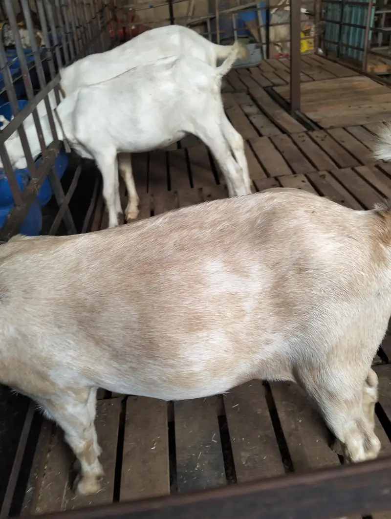 bakri | teddy | burberry teedy goat for sale | desi bakri — photo 3