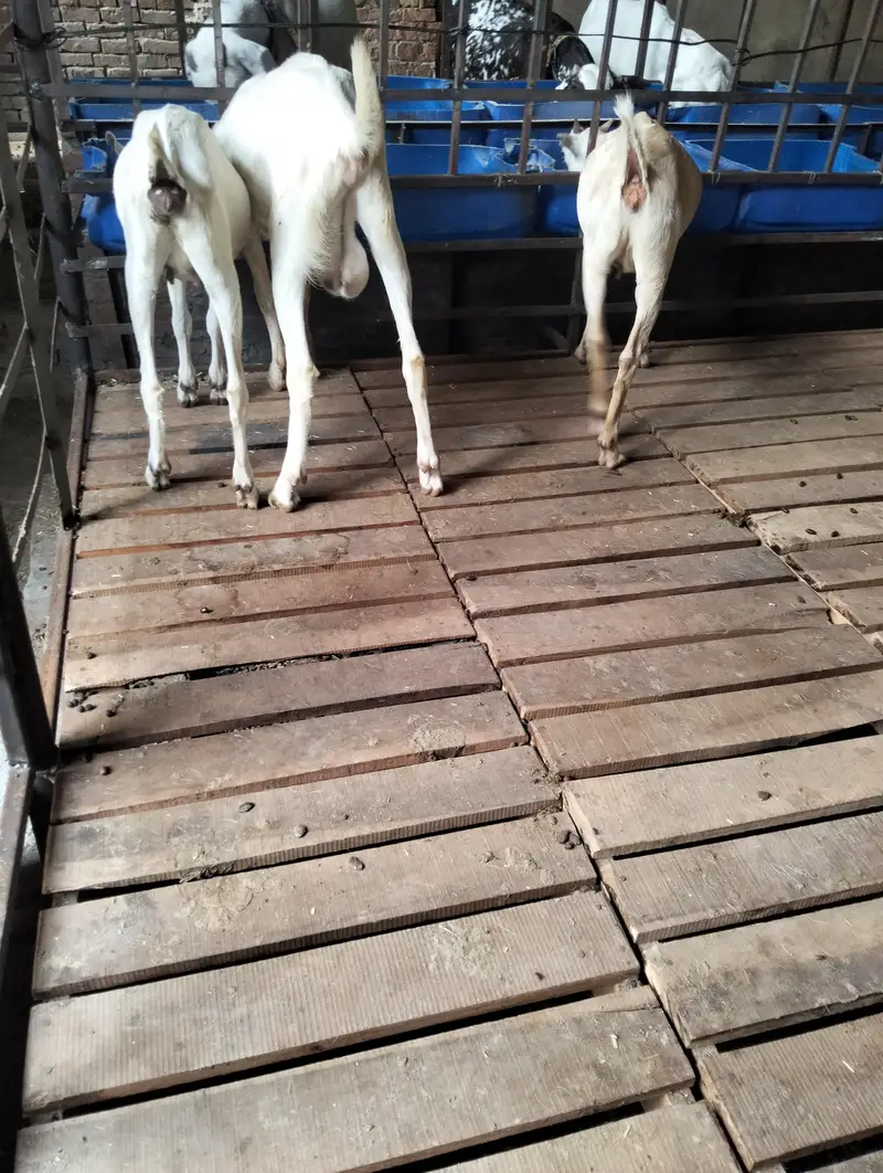 bakri | teddy | burberry teedy goat for sale | desi bakri — photo 4