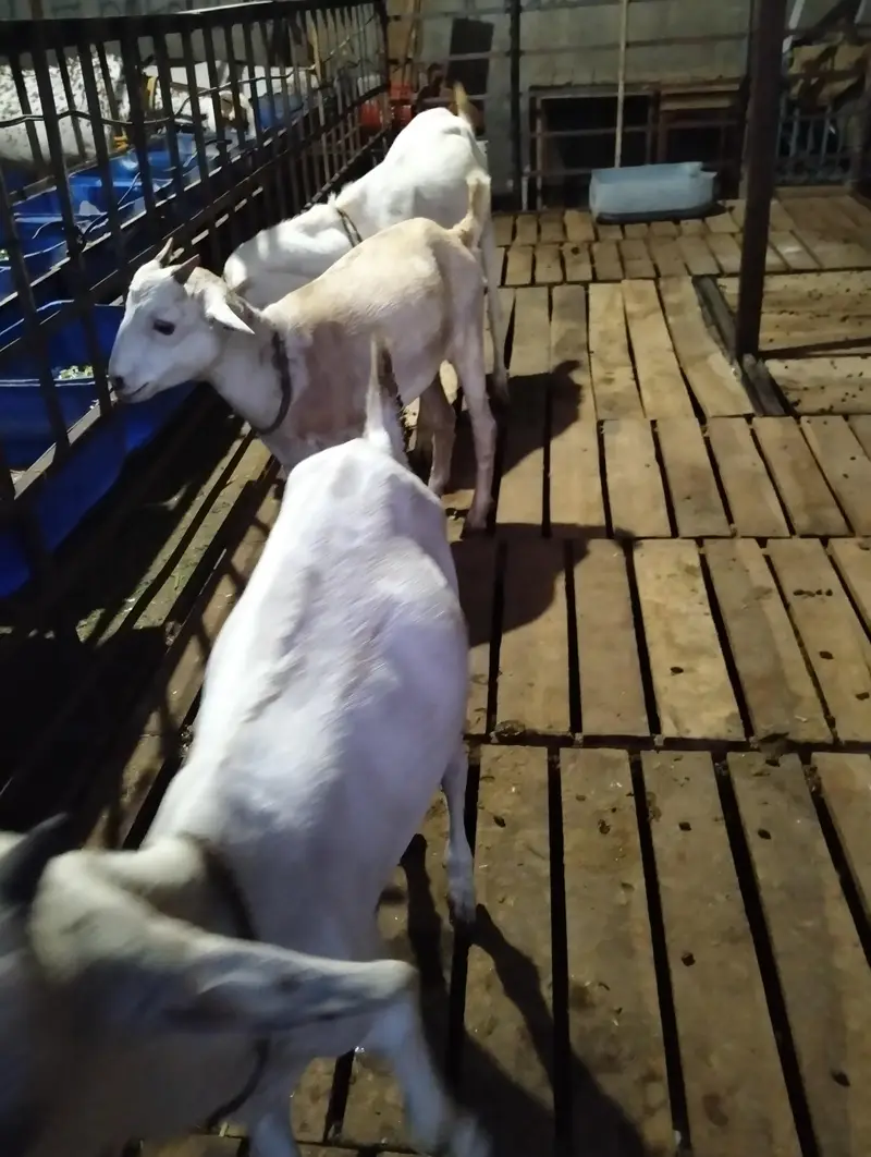 bakri | teddy | burberry teedy goat for sale | desi bakri — photo 5