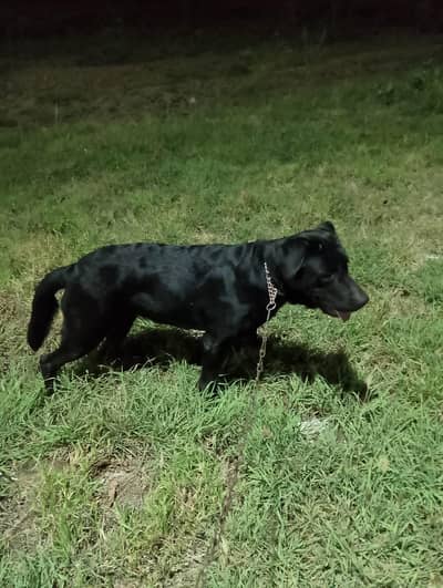 Labrador Dog