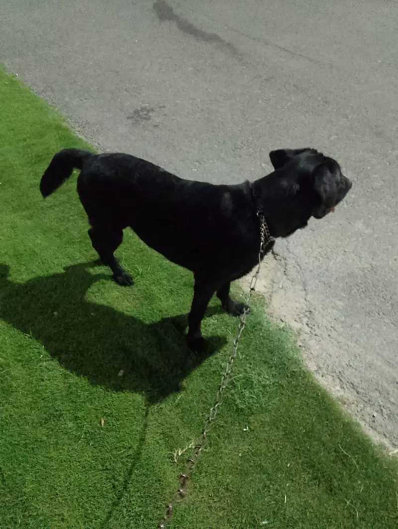 Labrador Dog — photo 2
