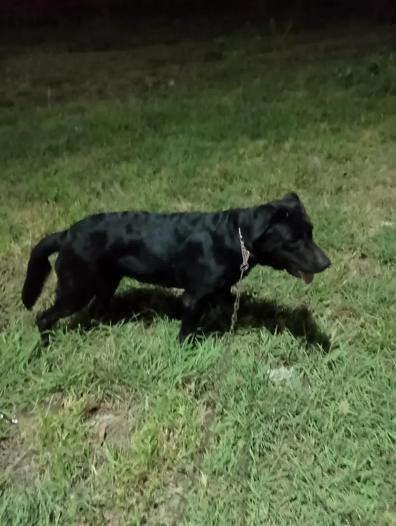 Labrador Dog — photo 3