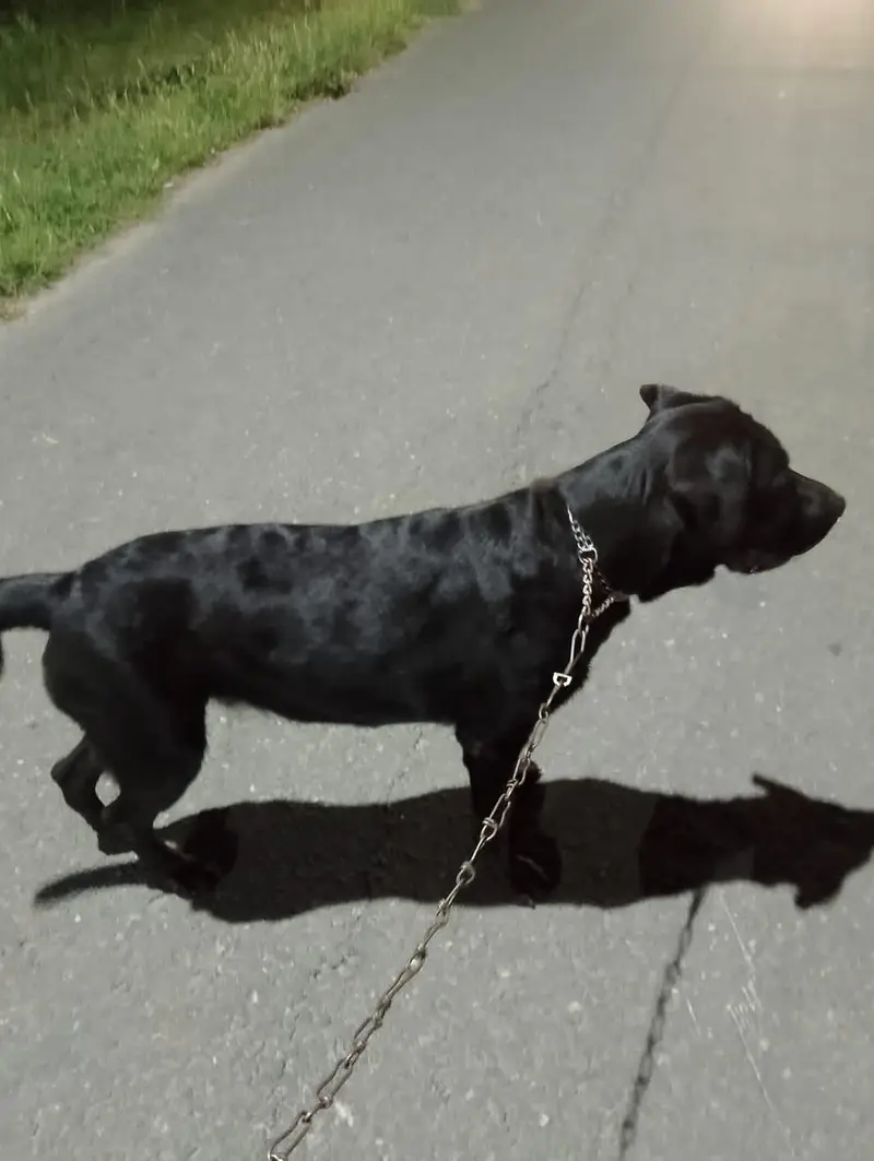Labrador Dog — photo 4