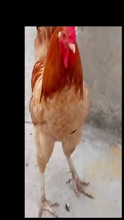 Golden Misri Murgha