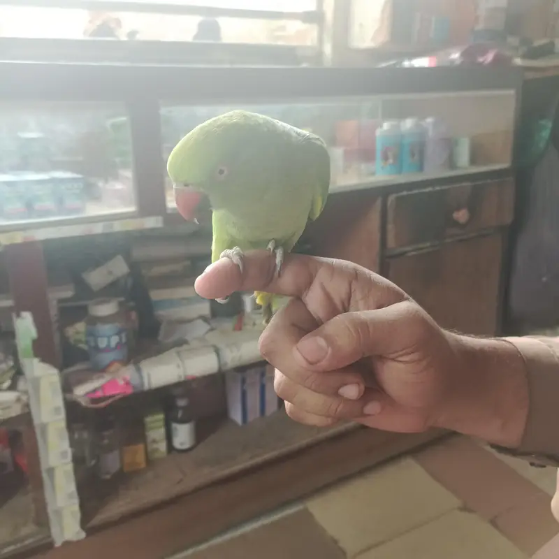 Female Ringneck — photo 2