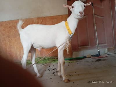 Teddy Bakra for sale
