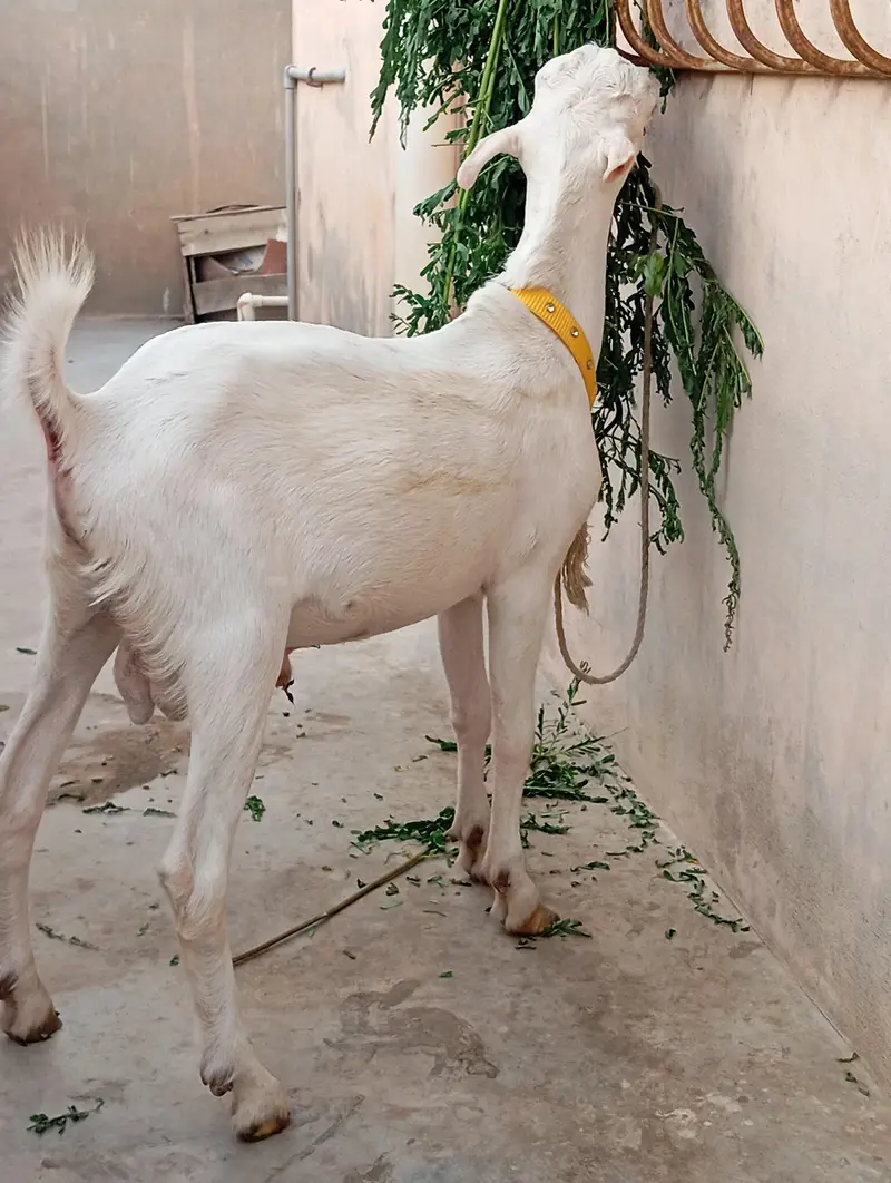 Teddy Bakra for sale — photo 2