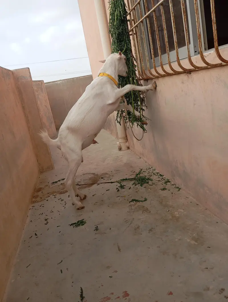 Teddy Bakra for sale — photo 3