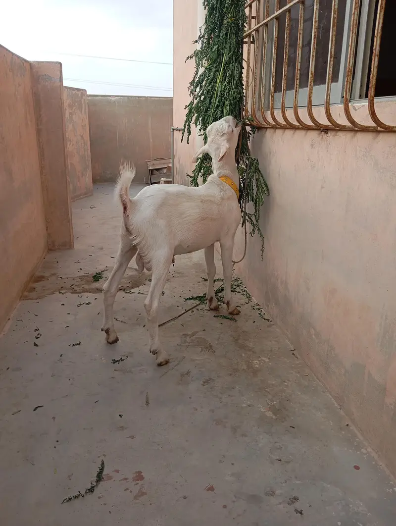 Teddy Bakra for sale — photo 4