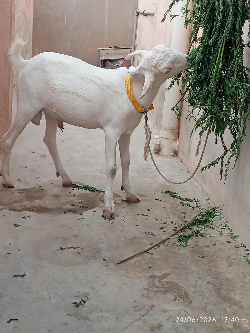 Teddy Bakra for sale — photo 5