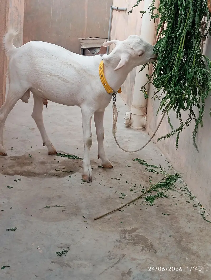 Teddy Bakra for sale — photo 6