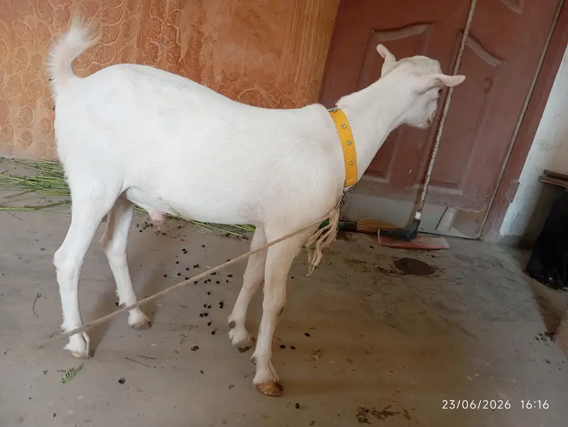 Teddy Bakra for sale — photo 7