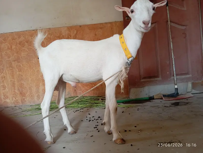 Teddy Bakra for sale — photo 8