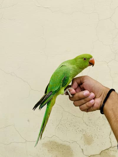 Ringneck parrot for sale 03405734017
