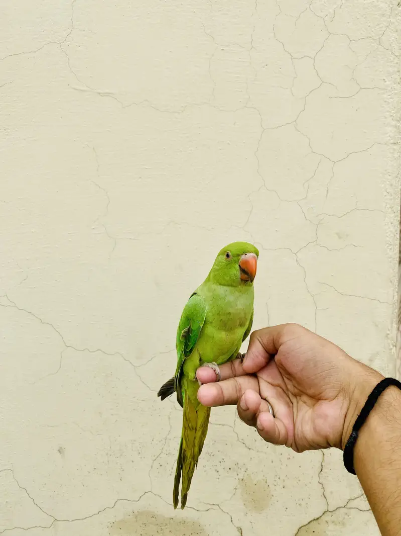 Ringneck parrot for sale 03405734017 — photo 2