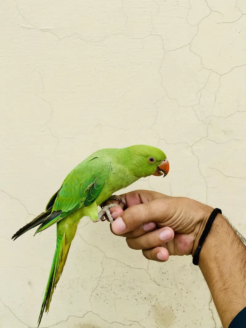 Ringneck parrot for sale 03405734017 — photo 3