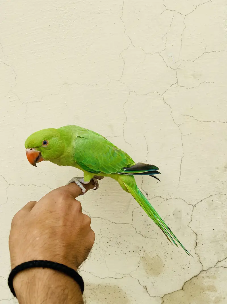 Ringneck parrot for sale 03405734017 — photo 4