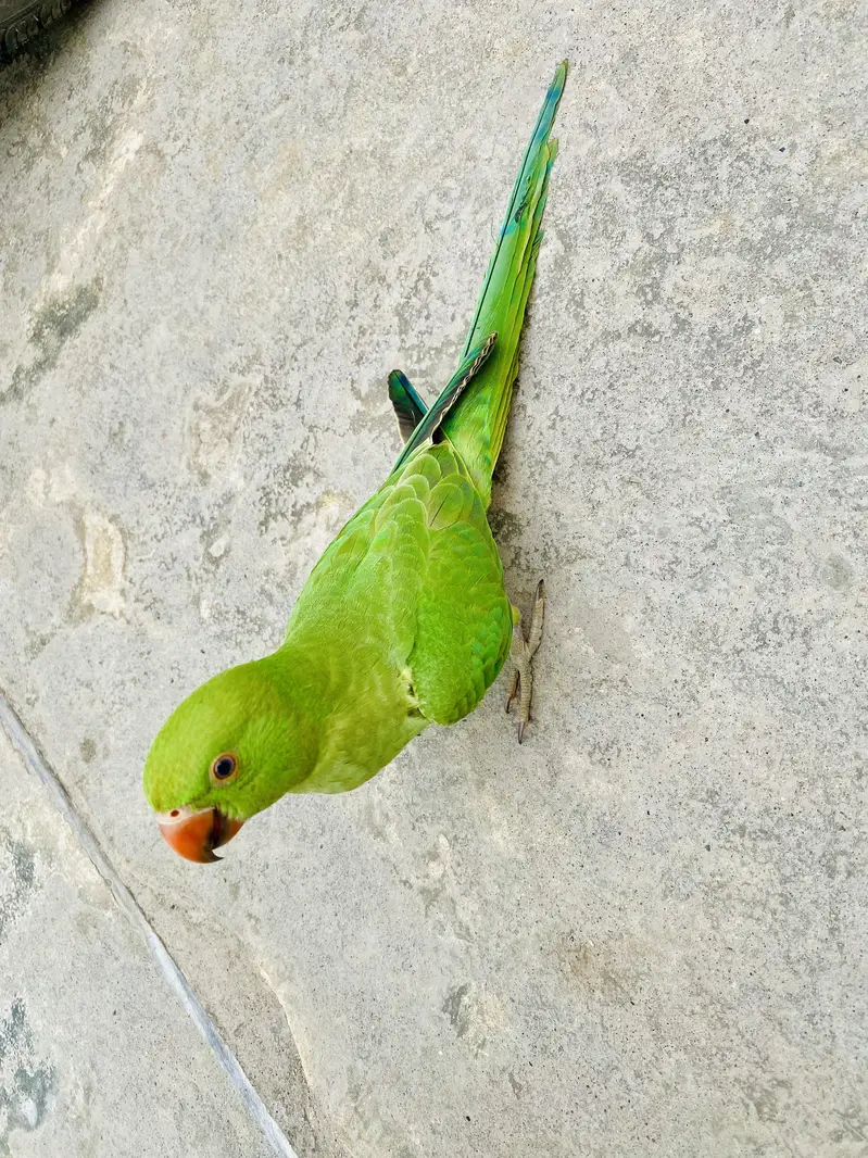 Ringneck parrot for sale 03405734017 — photo 5