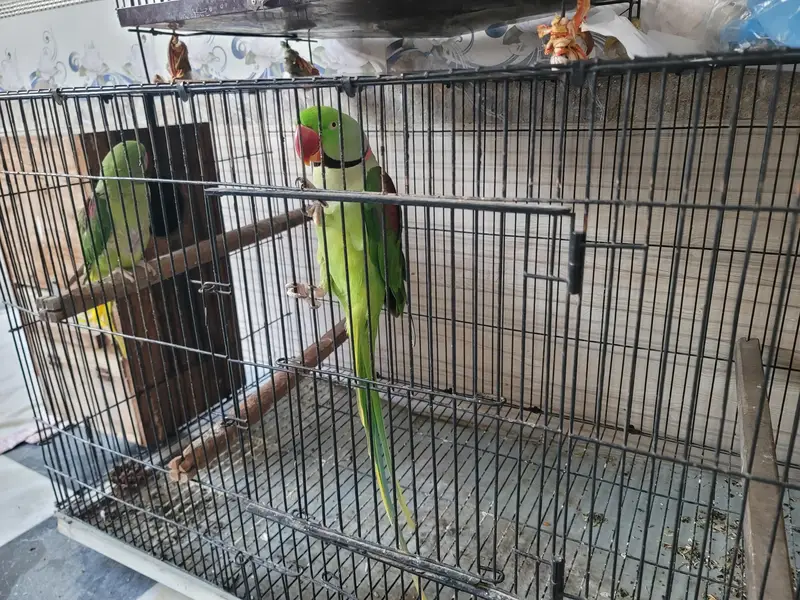 RAW PERROT — photo 2