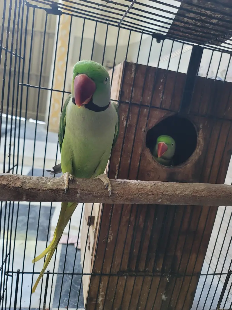 RAW PERROT — photo 3