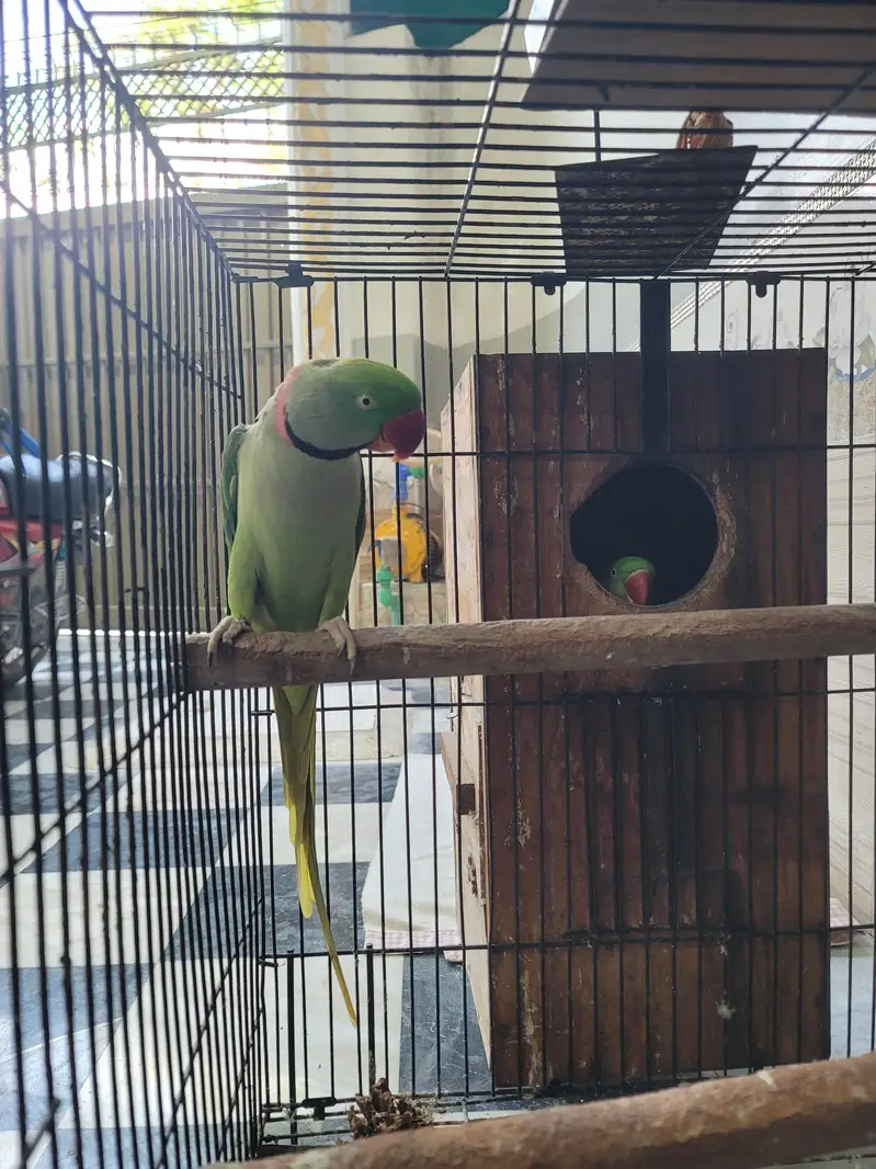 RAW PERROT — photo 4