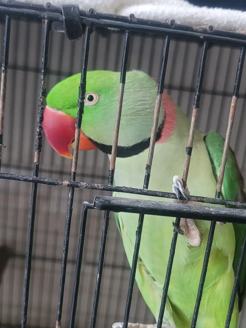 RAW PERROT — photo 5