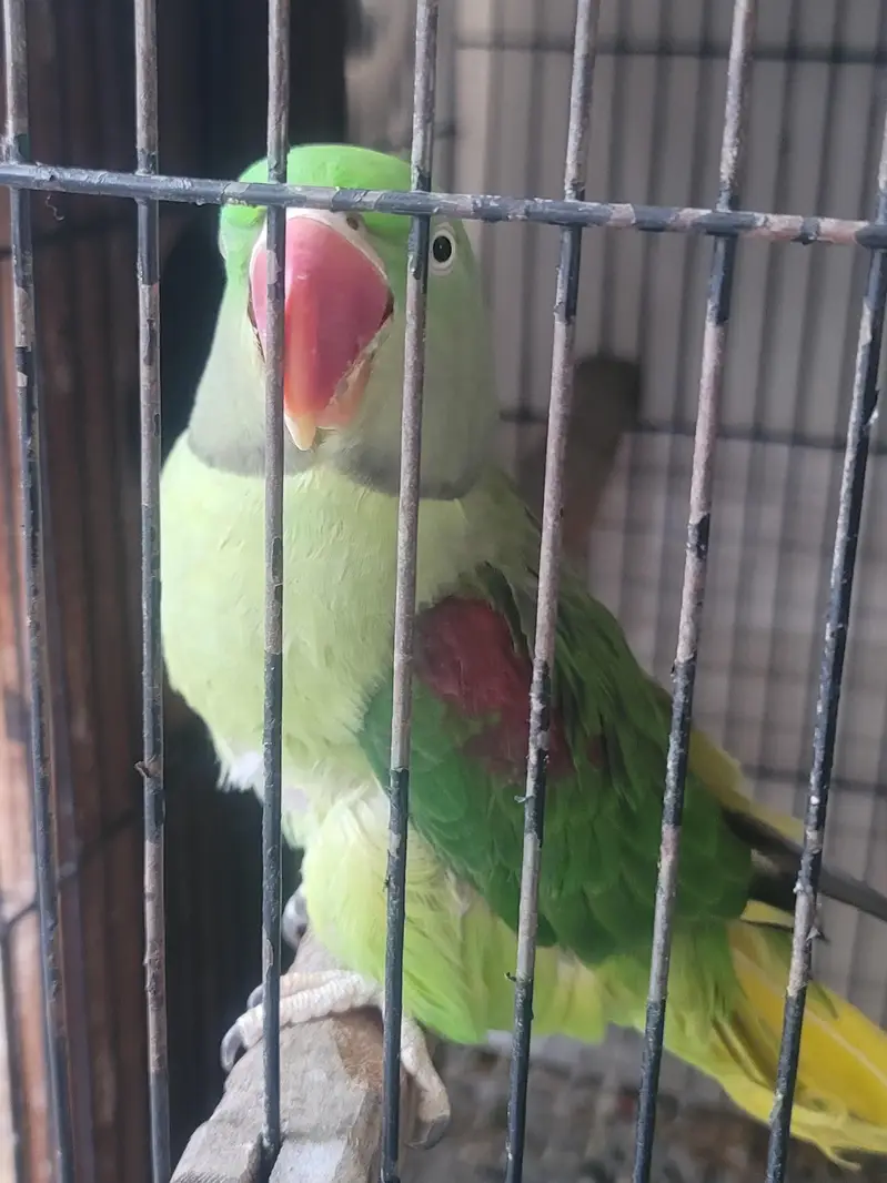 RAW PERROT — photo 6