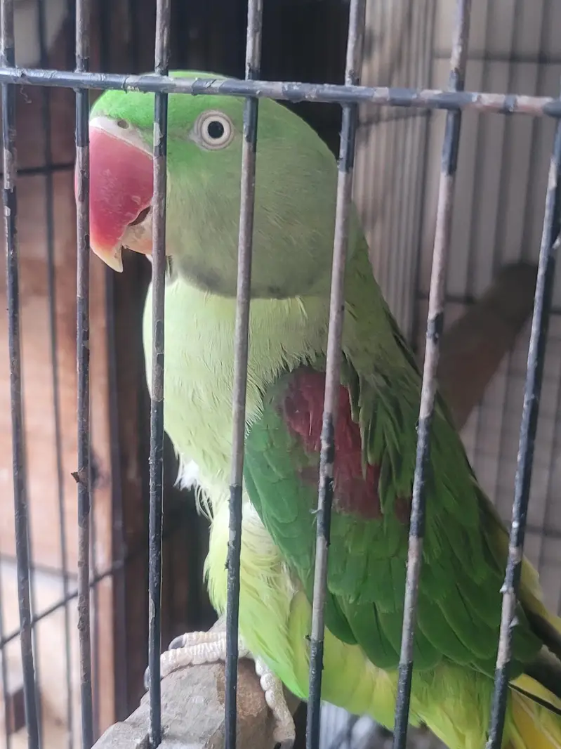 RAW PERROT — photo 7