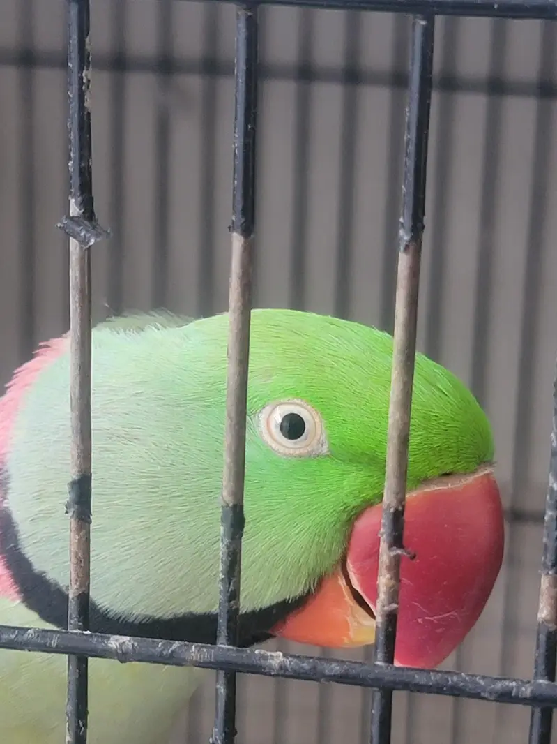 RAW PERROT — photo 8