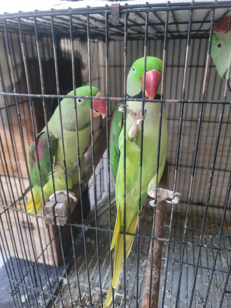 RAW PERROT — photo 9