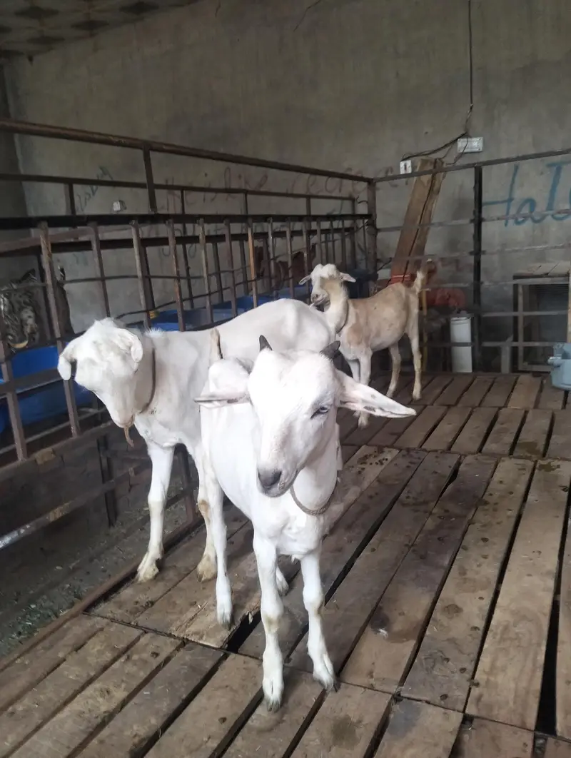 bakri | teddy | burberry teedy goat for sale | desi bakri