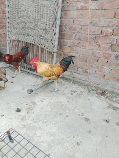 EGG LAYING DESI MISRI MURGIAN FOR SALE