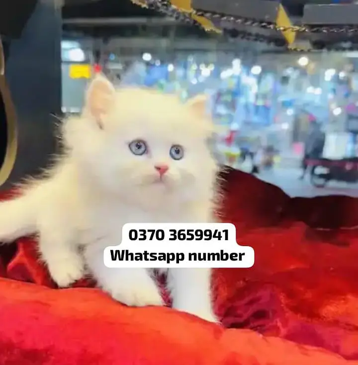 ( Persian Female Kitten ) For sale Contact WhatsApp — photo 2