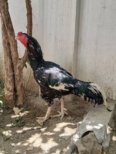 Aseel lasani cheena murga read add exchange possible
