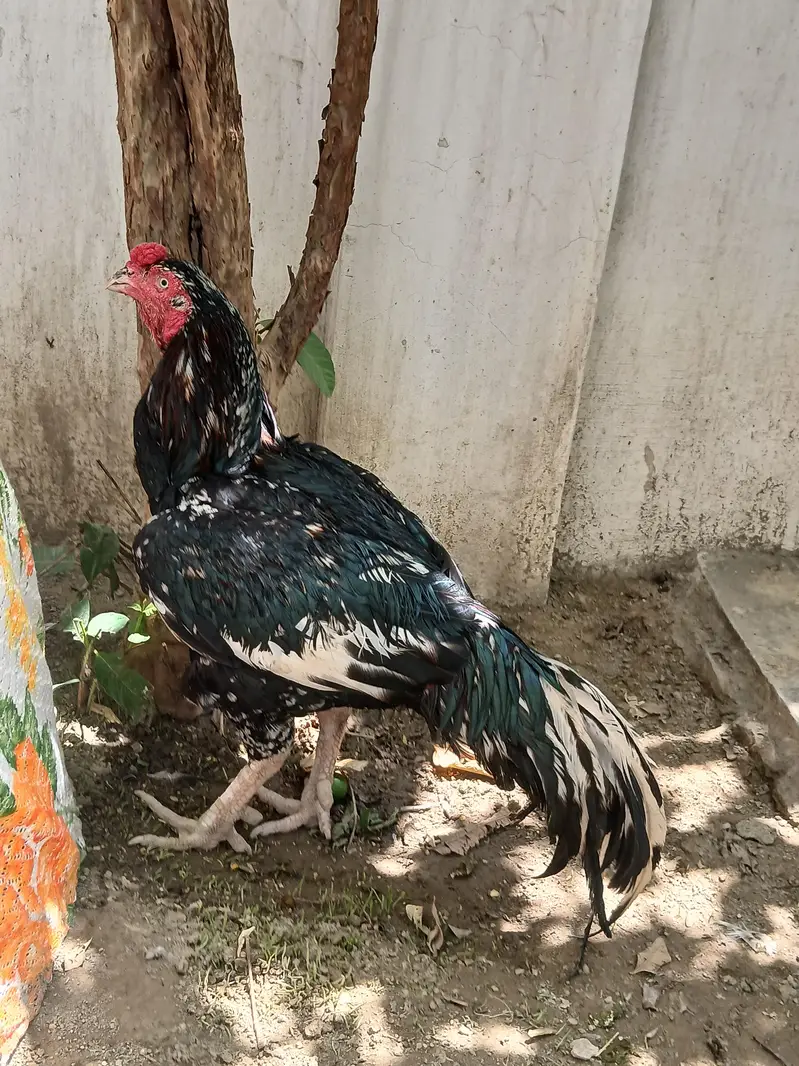 Aseel lasani cheena murga read add exchange possible — photo 2
