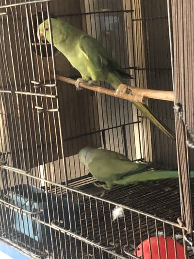 Parrots pair