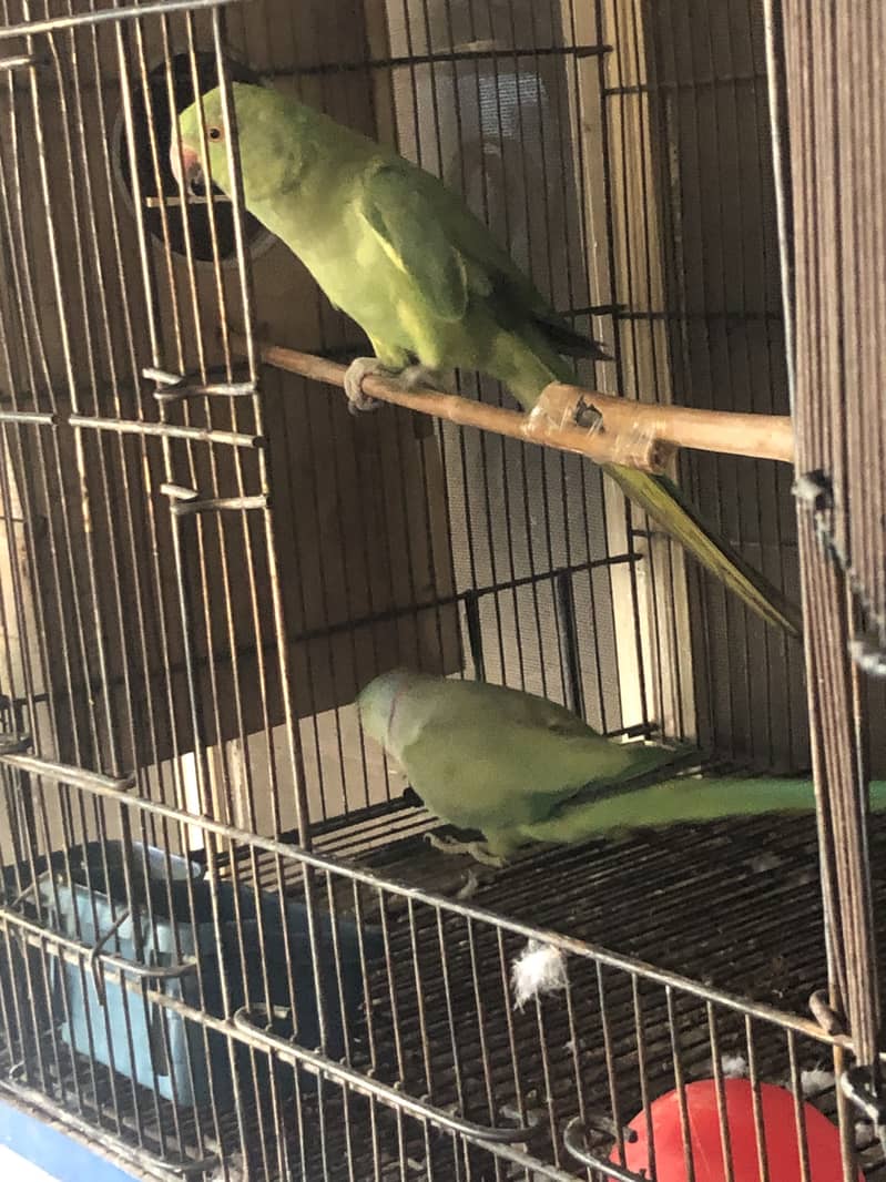 Parrots pair 0