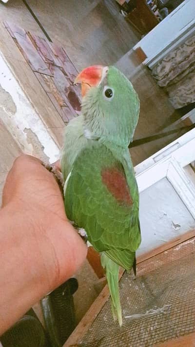 Pahari Alexander Parrot