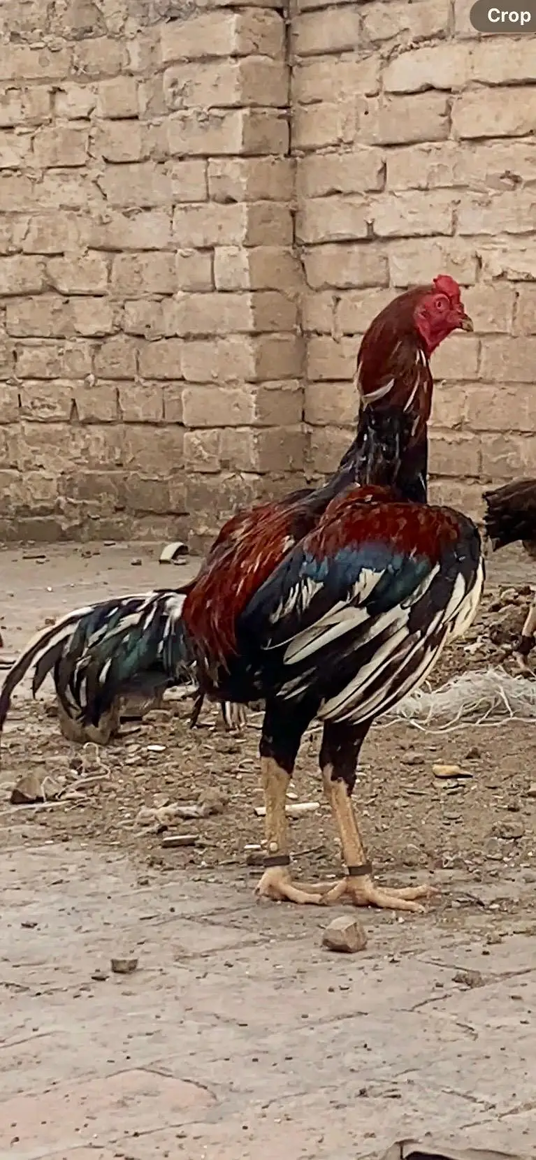 aseel lasani chita 03459054750 — photo 2