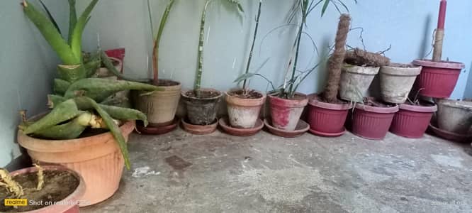 28pots cemented