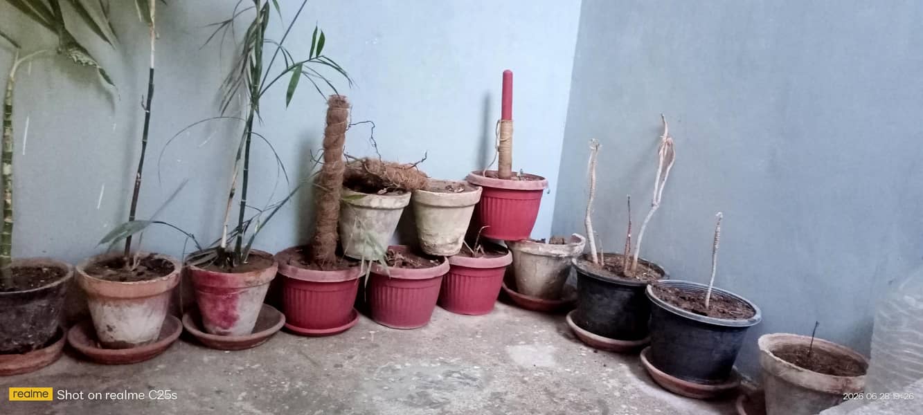 20pots cemented 1