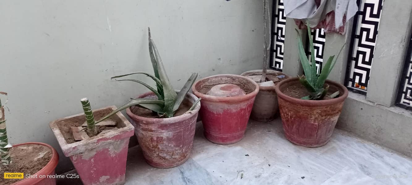 20pots cemented 3